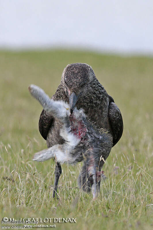 Great Skuaadult, feeding habits, eats, Behaviour