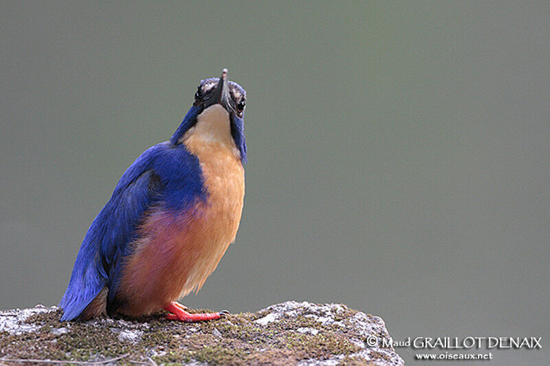 Martin-pêcheur à dos bleuadulte, identification