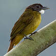 Bulbul à barbe blanche