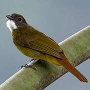 Bulbul à barbe blanche