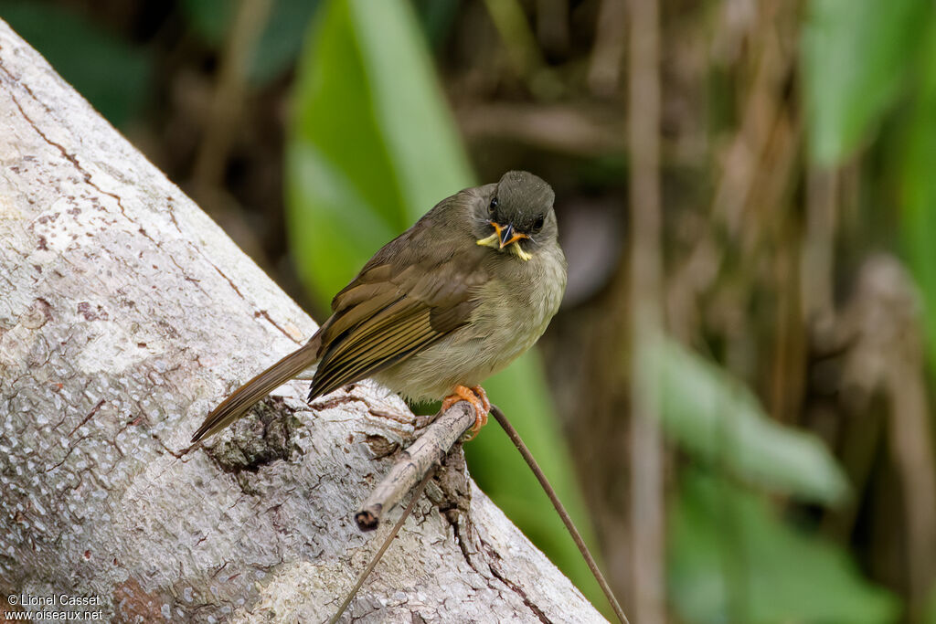 Bulbul à moustaches jaunes