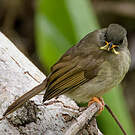 Bulbul à moustaches jaunes