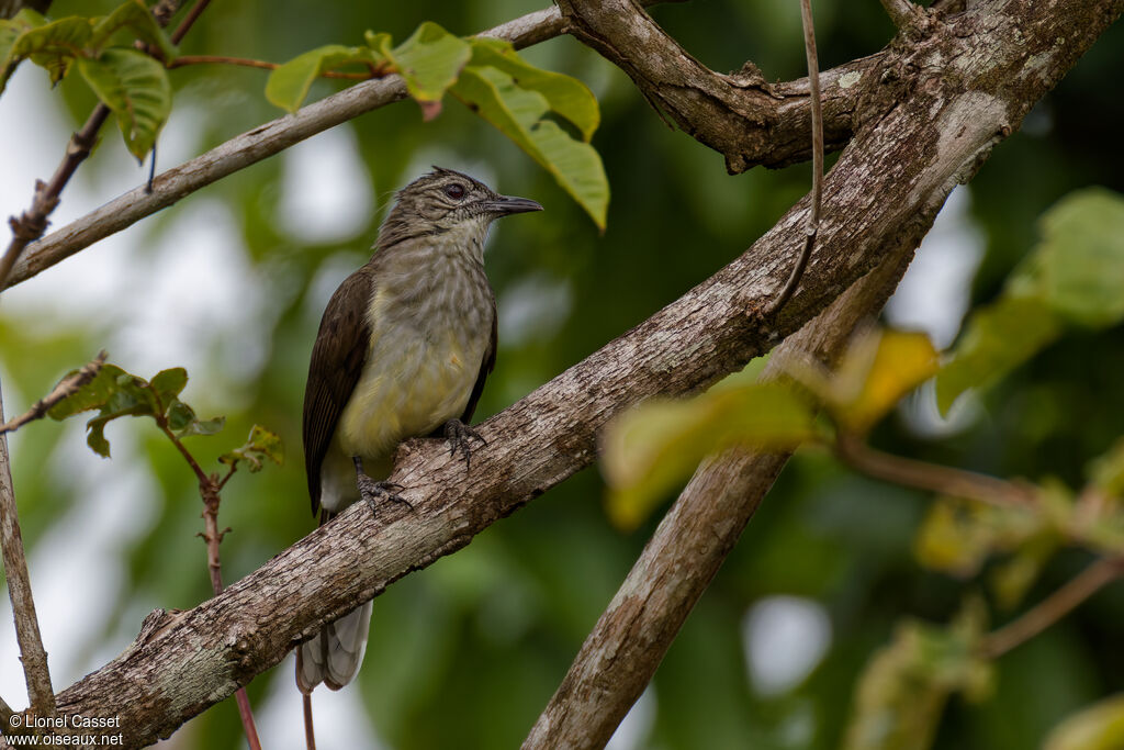 Bulbul des raphias