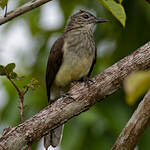 Bulbul des raphias