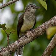 Bulbul des raphias