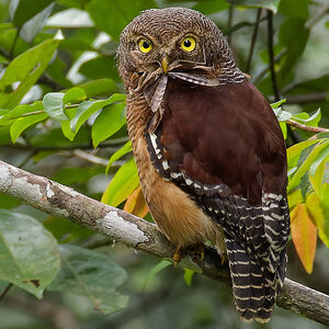 Chevêchette à queue barrée