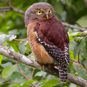 Chevêchette à queue barrée