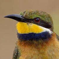 Guêpier à collier bleu