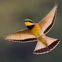 Guêpier à collier bleu