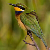 Guêpier à collier bleu