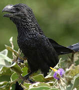 Smooth-billed Ani