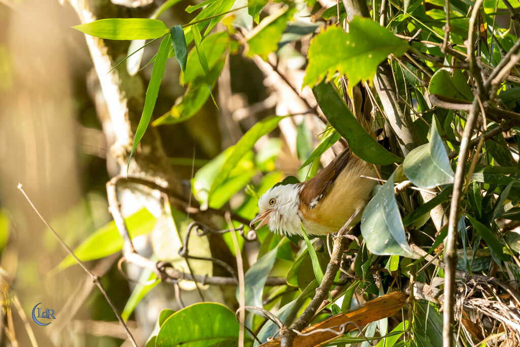 Collared Babbler