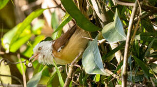 Collared Babbler