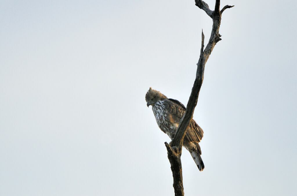 Changeable Hawk-Eagle