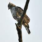Aigle huppé