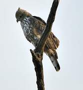 Changeable Hawk-Eagle