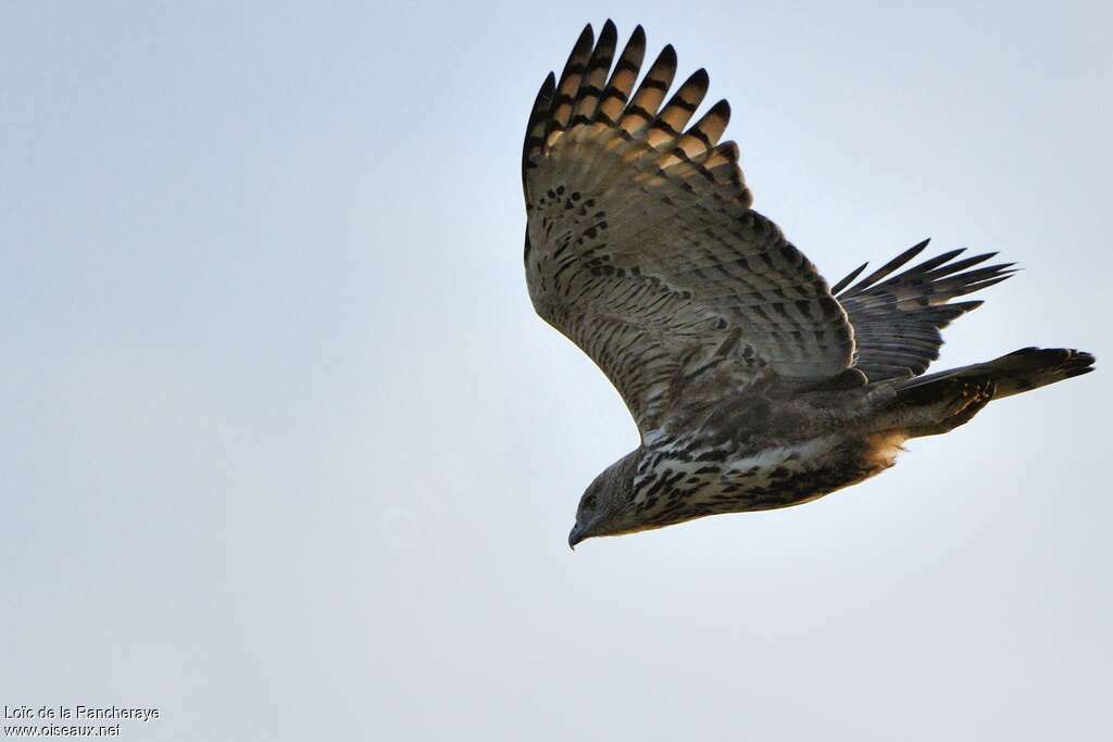 Changeable Hawk-Eagleadult, Flight