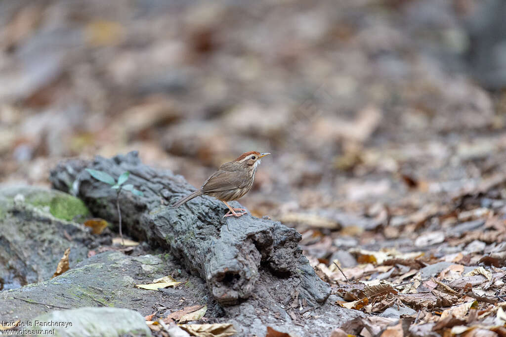 Puff-throated Babbleradult, habitat, pigmentation, Behaviour