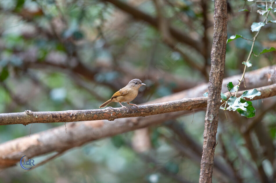 Brown-cheeked Fulvetta