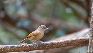 Brown-cheeked Fulvetta