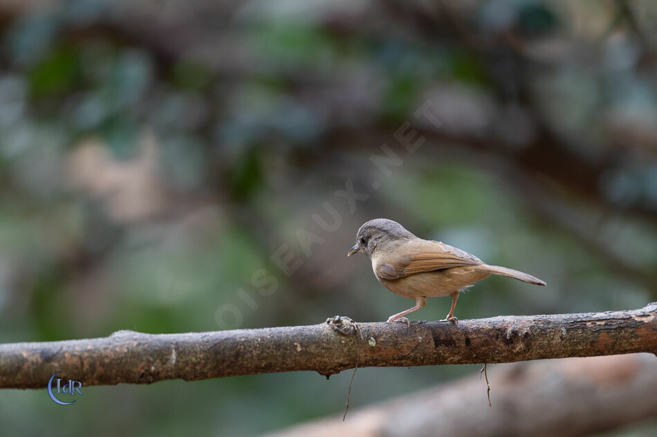 Brown-cheeked Fulvetta