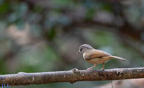 Brown-cheeked Fulvetta