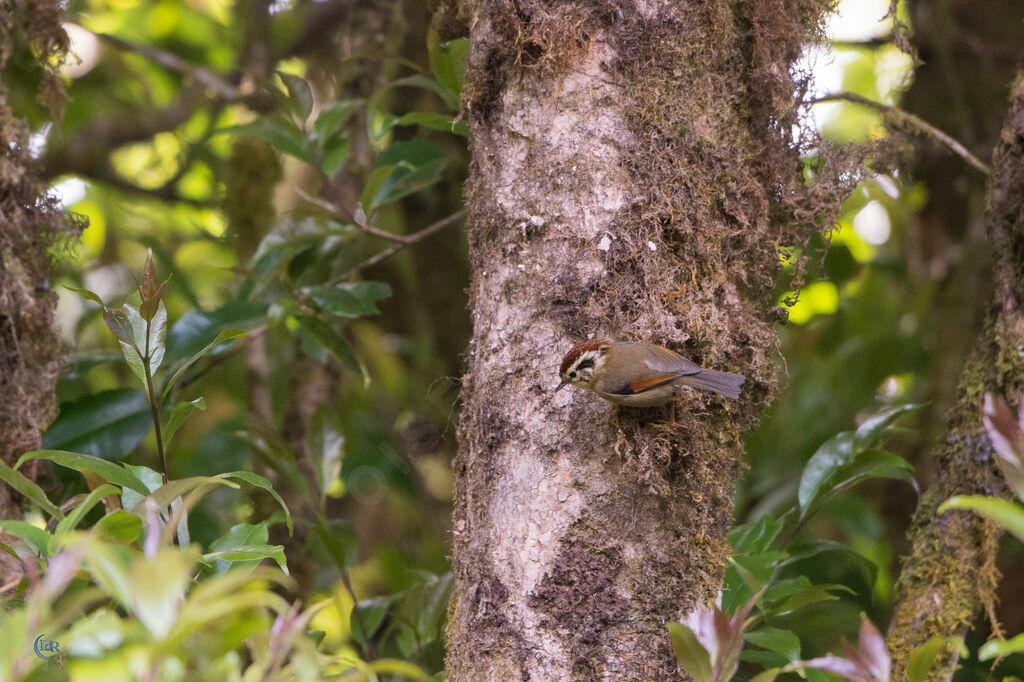 Rufous-winged Fulvetta