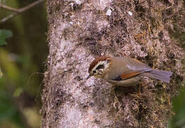 Rufous-winged Fulvetta