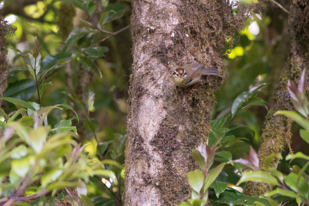 Rufous-winged Fulvetta