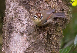 Rufous-winged Fulvetta