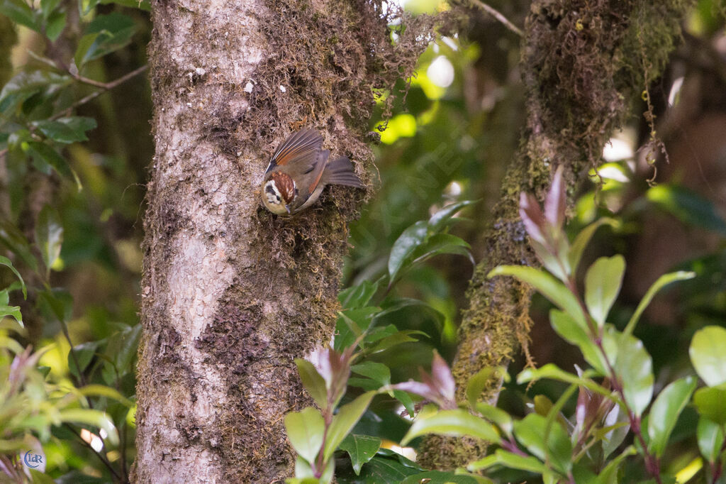 Rufous-winged Fulvetta