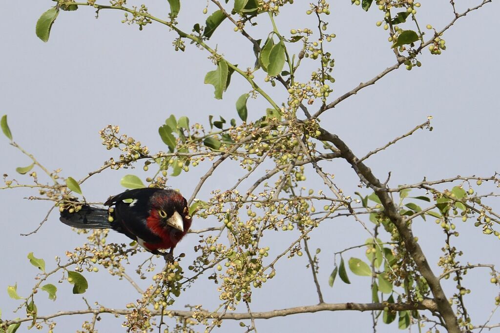 Double-toothed Barbet