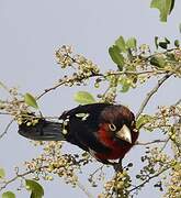 Double-toothed Barbet