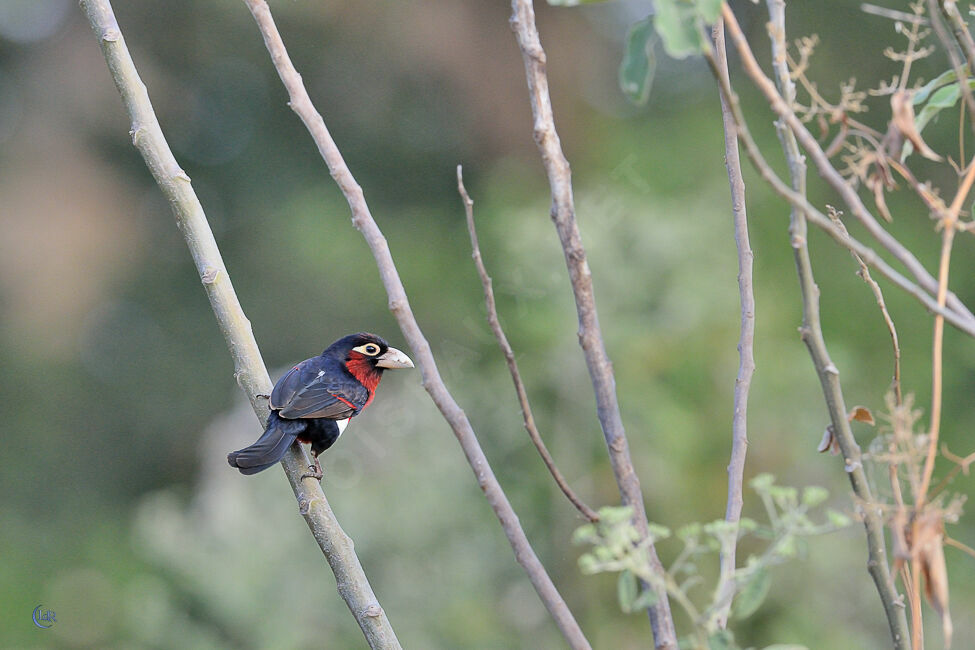 Double-toothed Barbet