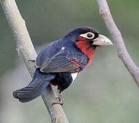 Double-toothed Barbet