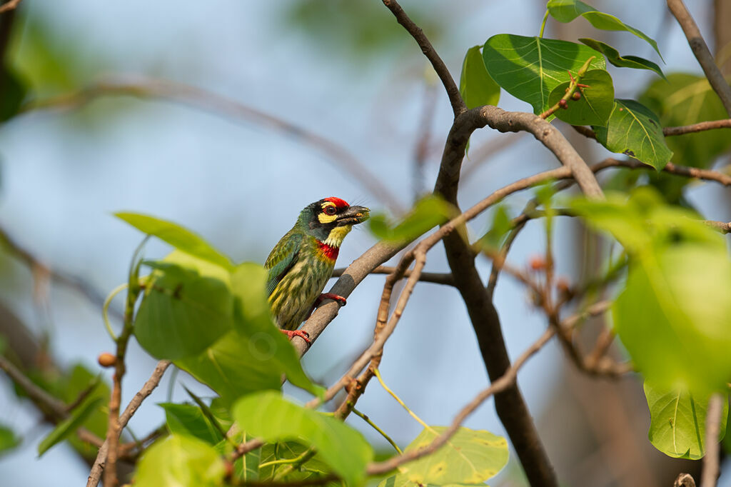 Coppersmith Barbet