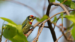 Coppersmith Barbet