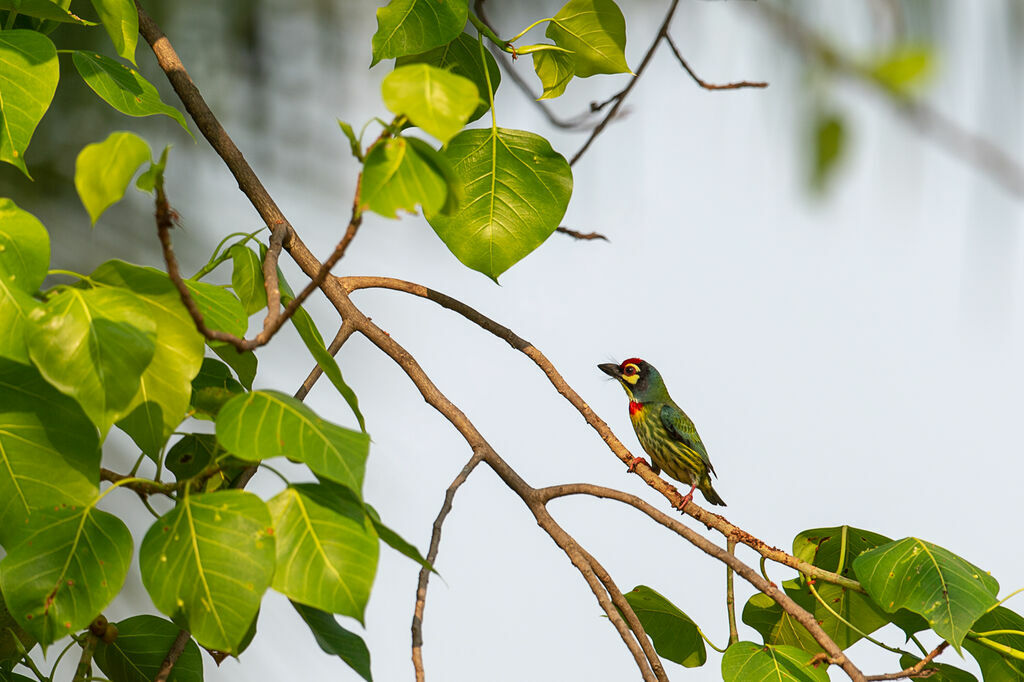 Coppersmith Barbet