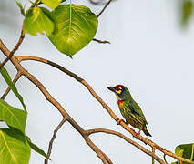 Coppersmith Barbet