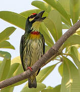 Coppersmith Barbet