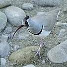 Bec-d'ibis tibétain