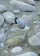 Ibisbill