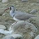 Bec-d'ibis tibétain