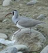 Ibisbill