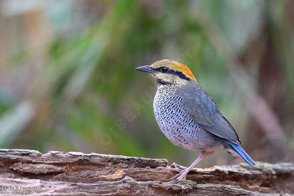 Brève bleue femelle adulte, identification