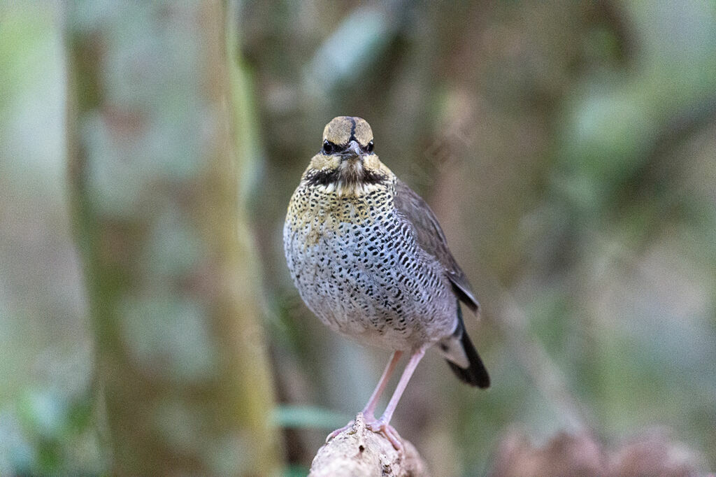 Brève bleue