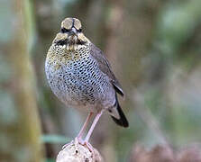 Blue Pitta