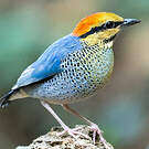 Brève bleue