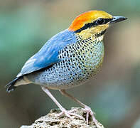 Blue Pitta