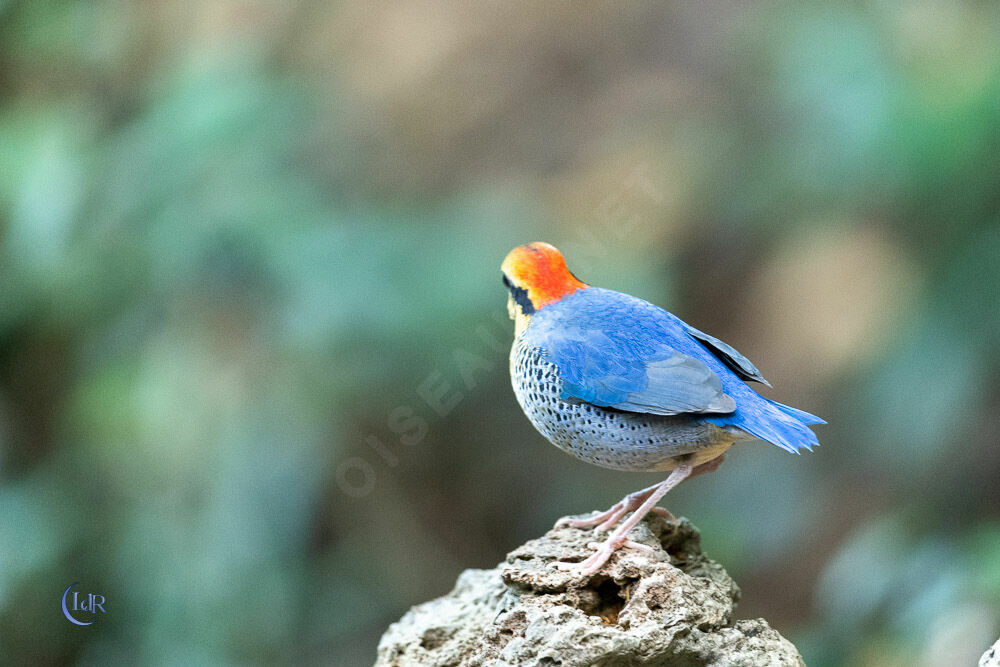 Blue Pitta